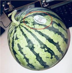 青海网红吃瓜,揭秘高原美食背后的故事